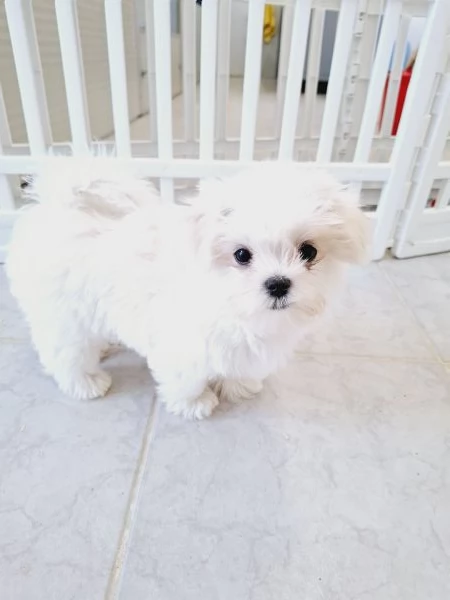 Maltese cuccioli 