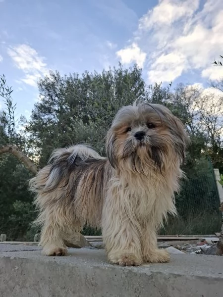 Lhasa apso femmina 