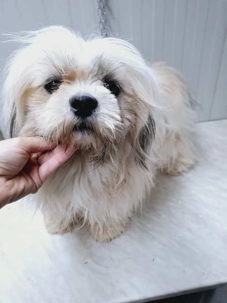 Lhasa apso femmina  | Foto 0