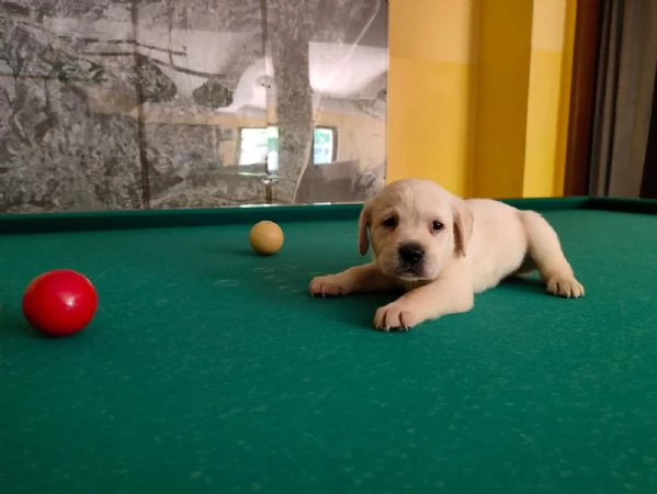 Cuccioli di Labrador | Foto 3
