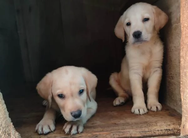 Labrador miele con pedigree | Foto 6