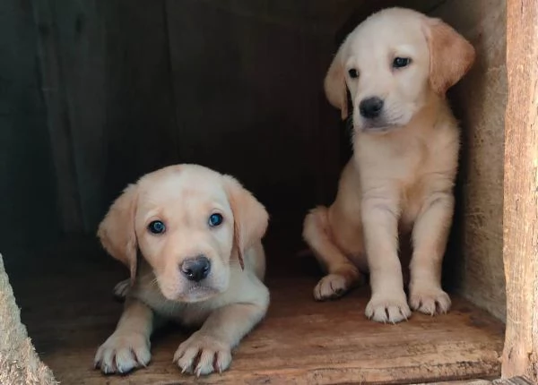 Labrador miele con pedigree