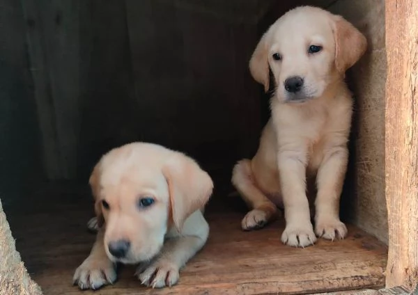 Labrador miele con pedigree | Foto 4