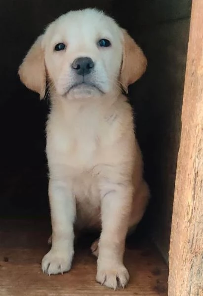 Labrador miele con pedigree | Foto 3