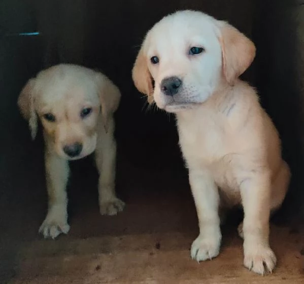 Labrador miele con pedigree | Foto 1