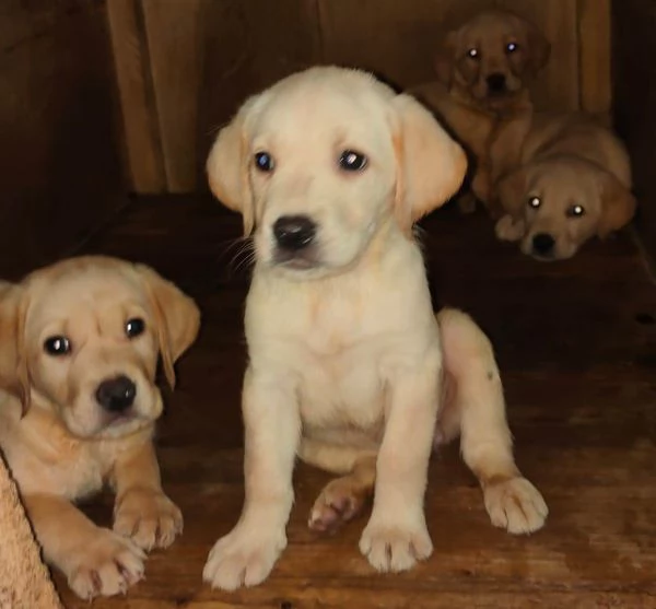 Labrador miele con pedigree | Foto 0