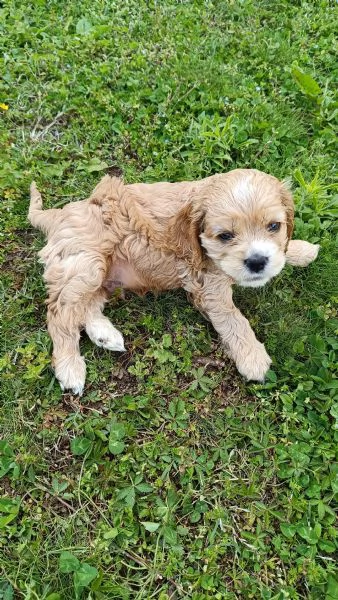 Ultimi cuccioli di cocker americano disponibili | Foto 1