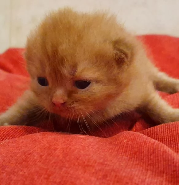 British shorthair cinnamon cucciolo 