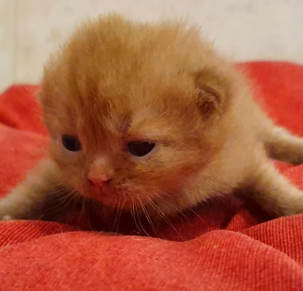 British shorthair cinnamon cucciolo  | Foto 0