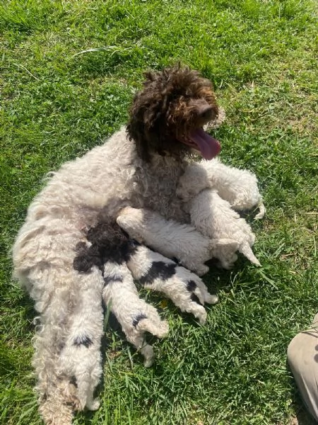 Cuccioli di Lagotto Romagnolo