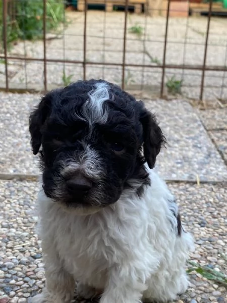 Cuccioli di Lagotto Romagnolo | Foto 0