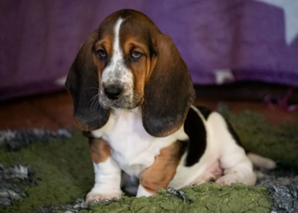 cuccioli di BassetHound | Foto 1