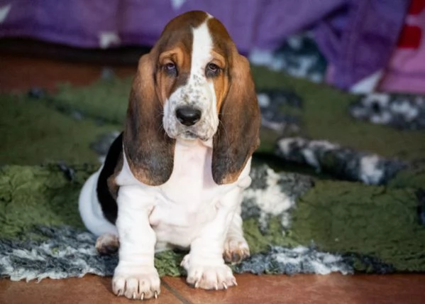 cuccioli di BassetHound