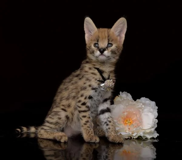 gattini serval savana e caracal