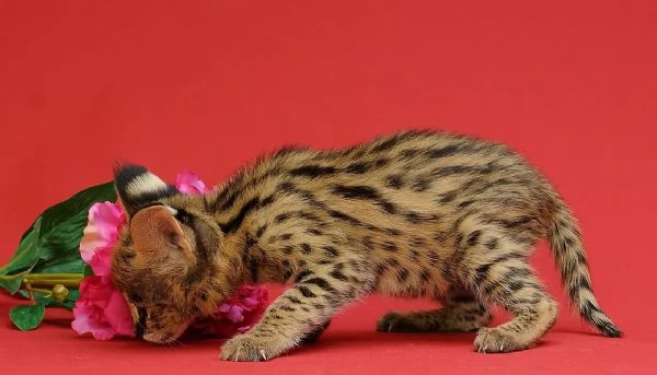 gattini serval savana e caracal | Foto 3