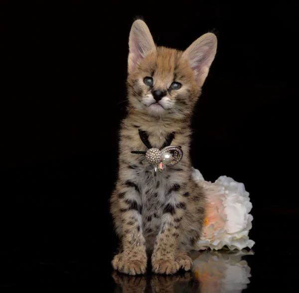 gattini serval savana e caracal | Foto 1