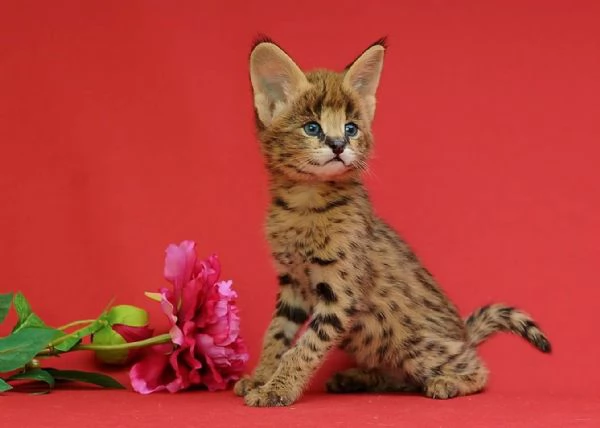 gattini serval savana e caracal | Foto 0