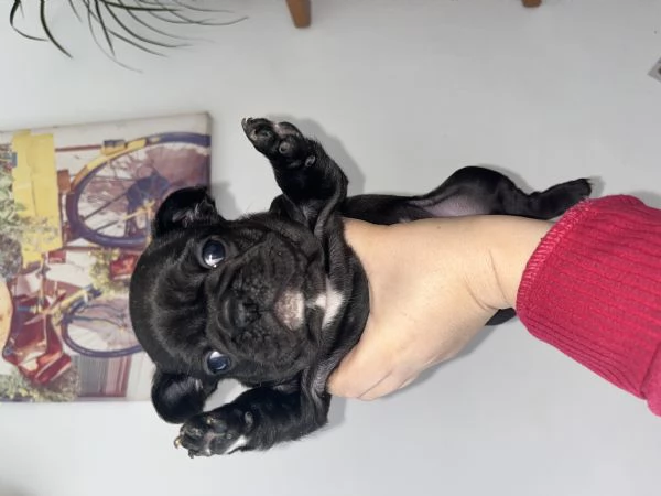 Cuccioli bulldog francese  | Foto 4