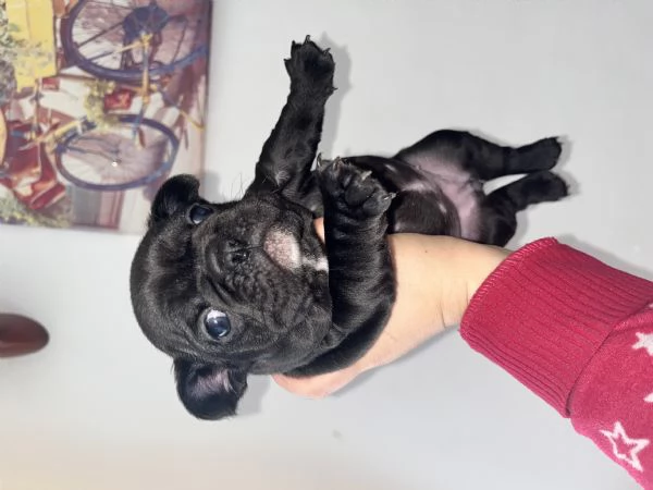 Cuccioli bulldog francese  | Foto 1