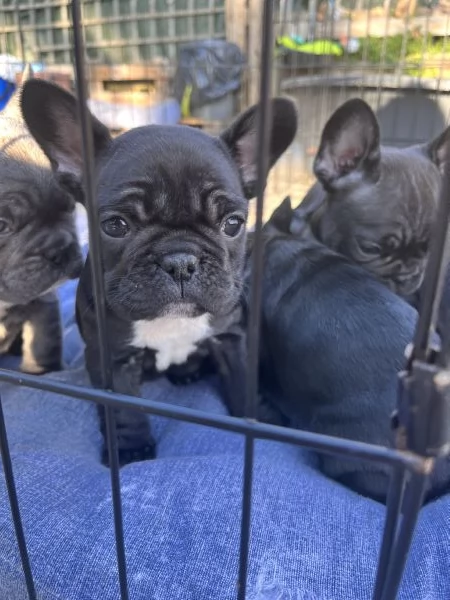 Cuccioli bulldog francese  | Foto 0