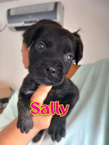 Sally cucciola cerca casa