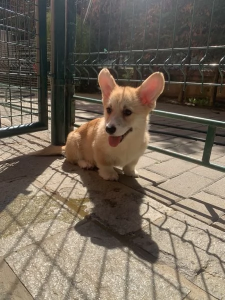 Cucioli Corgi Welsh Pembroke  | Foto 1