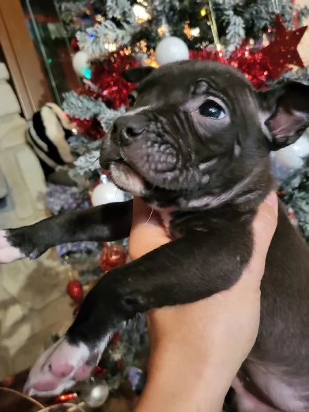 Cuccioli Amstaff 