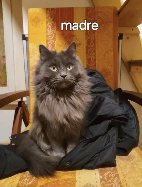 Maine Coon | Foto 1