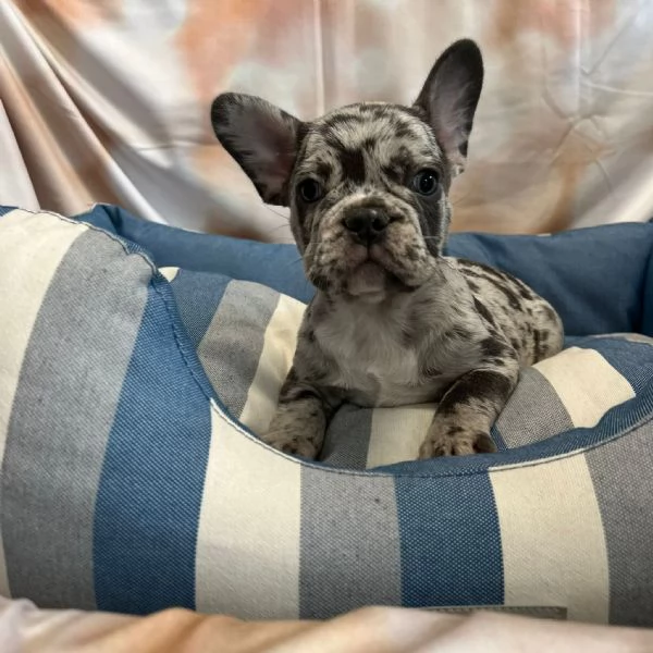 cucciolo di Bouledogue Francese blu merle maschio | Foto 1