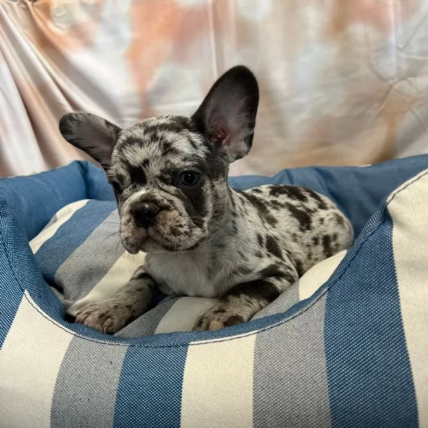 cucciolo di Bouledogue Francese blu merle maschio | Foto 0