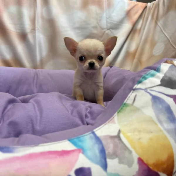 cucciola di Chihuahua crema femmina