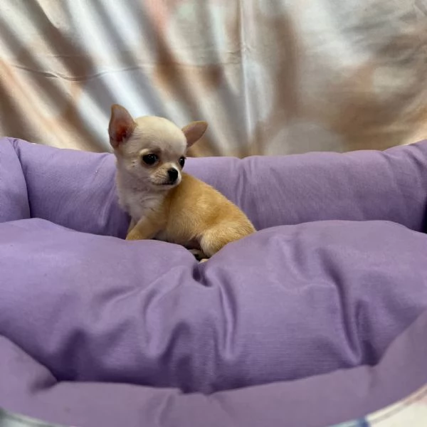 cucciola di Chihuahua crema femmina | Foto 1