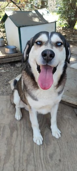 Adozione Cane Husky cerca casa | Foto 0