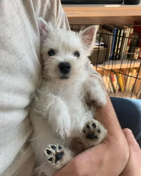 Terrier delle Highland occidentali