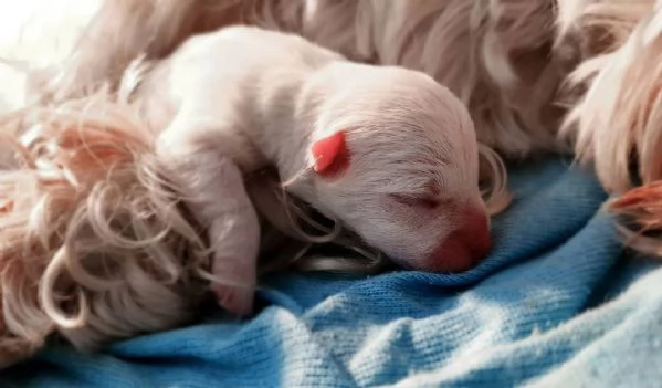 Terrier delle Highland occidentali