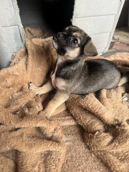 Vendo cucciola di Chihuahua | Foto 0