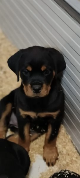 Cuccioli rottweiler 