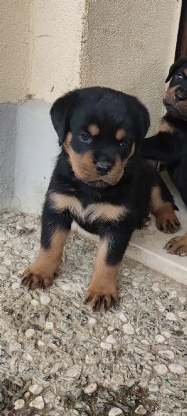 Cuccioli rottweiler  | Foto 0