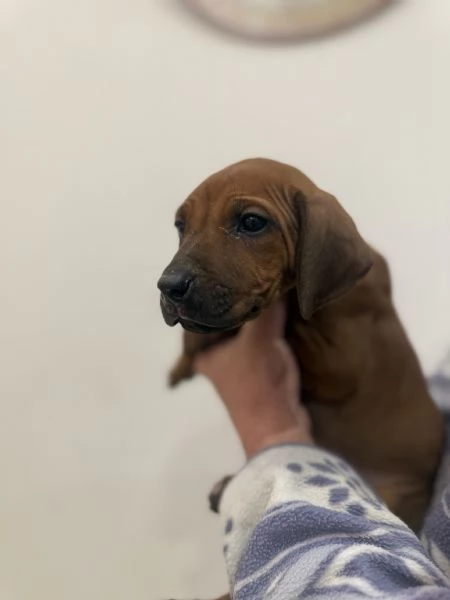 Cuccioli di Rhodesian Ridgeback  | Foto 3