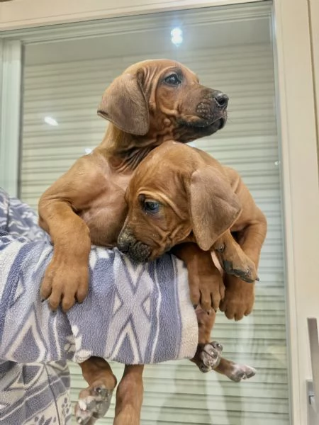 Cuccioli di Rhodesian Ridgeback  | Foto 0