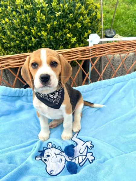 Regala cuccioli di Beagle | Foto 0