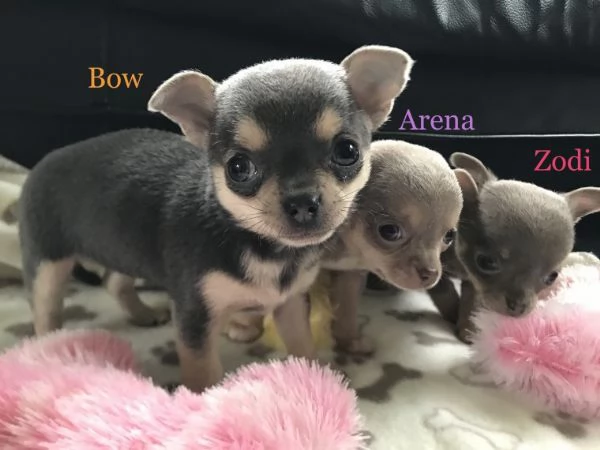 REGALO Cuccioli  di CHIHUAHUA