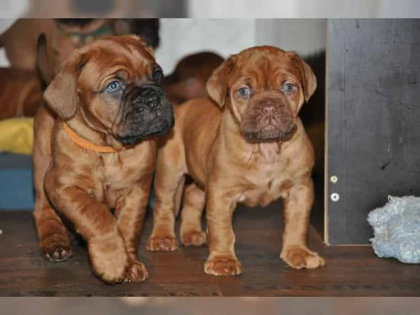 REGALO Bellissimi maschi e femmine dogue de bordeaux cuccioli