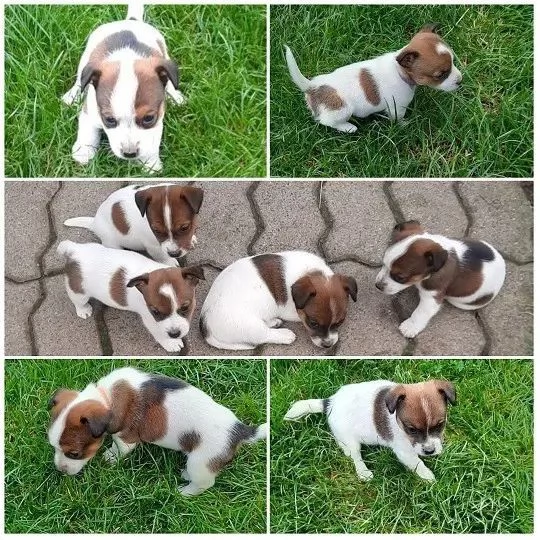 Regalo Jack Russell Terrier 