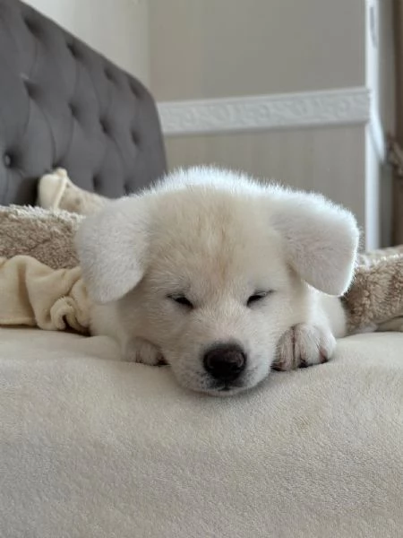 Cuccioli di Akita Inu  | Foto 6