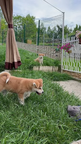 Cuccioli di Akita Inu  | Foto 5