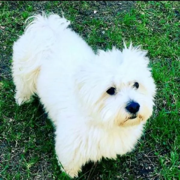 REGALO Dolci cuccioli Maltese per ladozione abbiamo cuccioli Maltese molto felice e sorprendente A