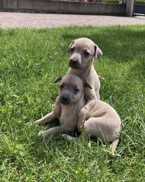 Cuccioli di piccolo levriero italiano  | Foto 3