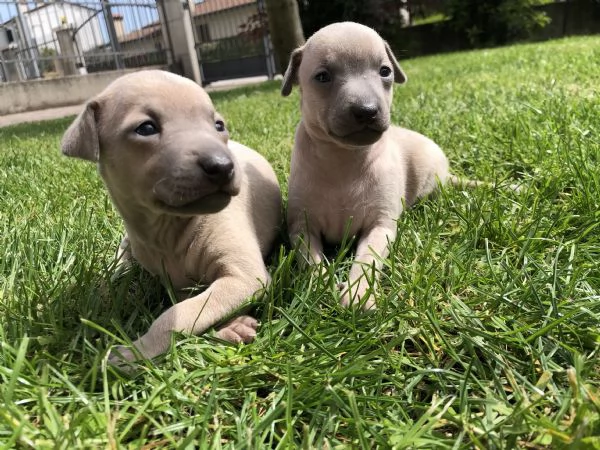 Cuccioli di piccolo levriero italiano  | Foto 2