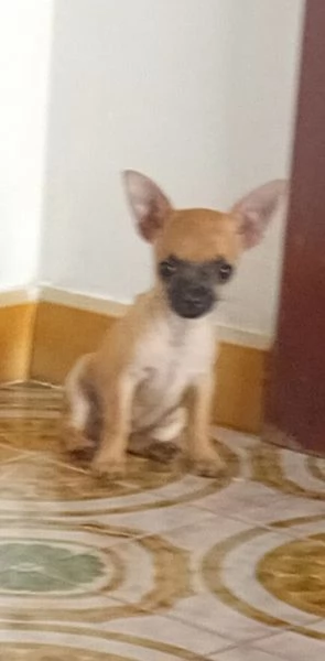 Chihuahua  | Foto 1